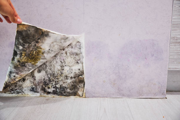 Best Black Mold Remediation in Joseph City, AZ